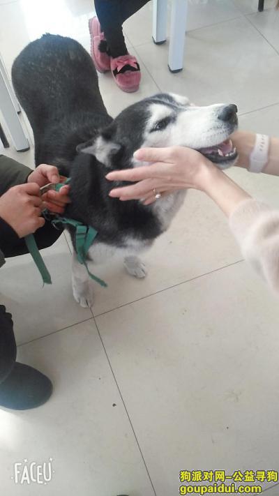 【天津找狗】，寻找哈士奇18020095686，它是一只非常可爱的宠物狗狗，希望它早日回家，不要变成流浪狗。