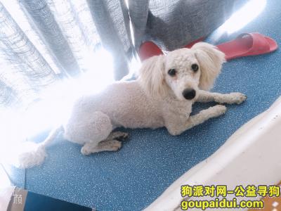 【杭州捡到狗】，下城区三塘捡到一只狗，，它是一只非常可爱的宠物狗狗，希望它早日回家，不要变成流浪狗。