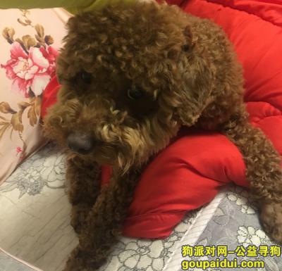 芜湖雕塑公园附近狗狗丢失，它是一只非常可爱的宠物狗狗，希望它早日回家，不要变成流浪狗。