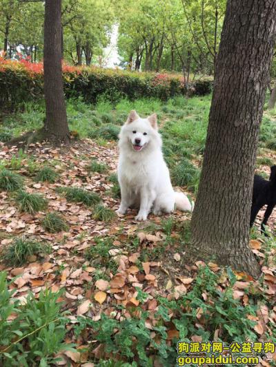 无锡滨湖东降丢失一只萨摩耶，它是一只非常可爱的宠物狗狗，希望它早日回家，不要变成流浪狗。