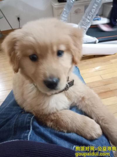 寻6个月大的金毛当面酬谢，它是一只非常可爱的宠物狗狗，希望它早日回家，不要变成流浪狗。