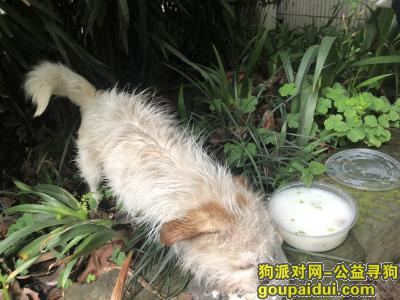 【重庆捡到狗】，重庆第二师范学院学府校区发现一只流浪狗，它是一只非常可爱的宠物狗狗，希望它早日回家，不要变成流浪狗。