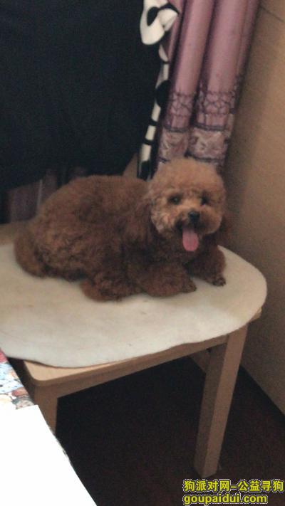 【北京找狗】，富丰桥看丹桥丢失棕色泰迪一只，它是一只非常可爱的宠物狗狗，希望它早日回家，不要变成流浪狗。