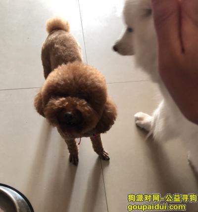 【郑州找狗】，郑州中州大道4月24号寻狗启示，它是一只非常可爱的宠物狗狗，希望它早日回家，不要变成流浪狗。