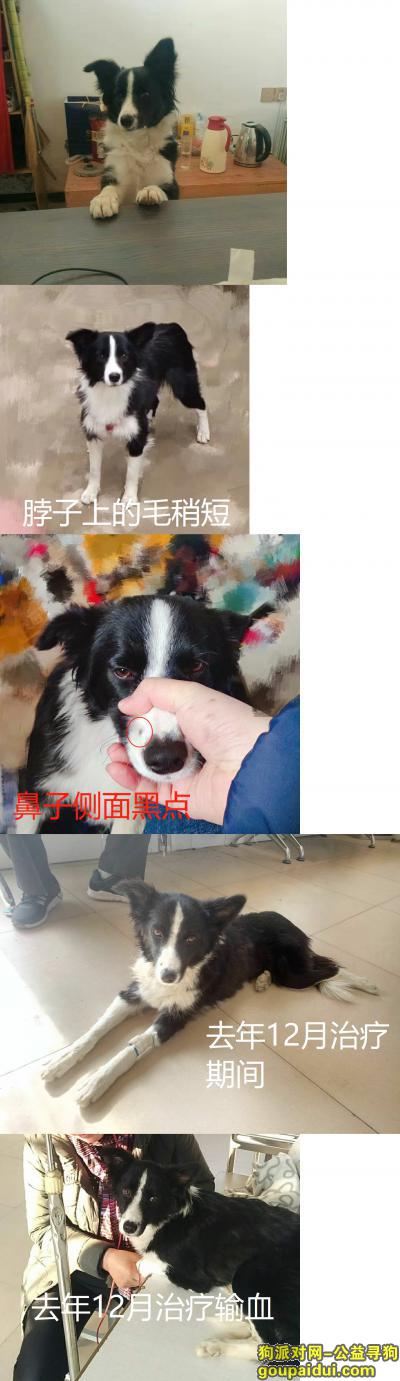 河南郑州新郑具茨山龙头边牧被拐，它是一只非常可爱的宠物狗狗，希望它早日回家，不要变成流浪狗。