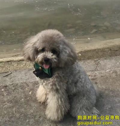 【洛阳找狗】，五千元急寻爱犬哈尼宝贝回家，它是一只非常可爱的宠物狗狗，希望它早日回家，不要变成流浪狗。