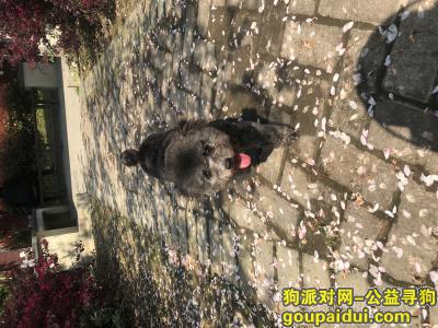 【宁波找狗】，八个月大灰色泰迪，它是一只非常可爱的宠物狗狗，希望它早日回家，不要变成流浪狗。