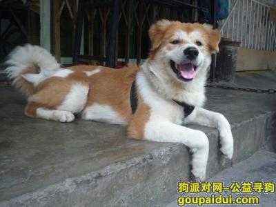 广州找狗，广州市白云区的太和不见了，它是一只非常可爱的宠物狗狗，希望它早日回家，不要变成流浪狗。