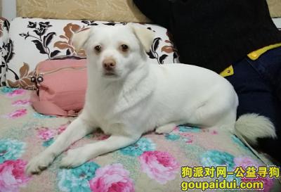 天津寻狗启示，女孩  肚子下有个很大的肉包，它是一只非常可爱的宠物狗狗，希望它早日回家，不要变成流浪狗。
