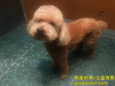 【北京找狗】，十一岁的狗狗走失了，家人万分着急，它是一只非常可爱的宠物狗狗，希望它早日回家，不要变成流浪狗。