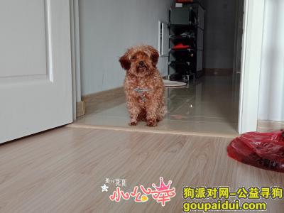南通寻狗，寻狗启示，在江苏南通走失，它是一只非常可爱的宠物狗狗，希望它早日回家，不要变成流浪狗。