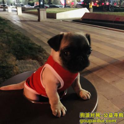 郑州寻狗网，急急急。 爱狗走丢 狠心痛，它是一只非常可爱的宠物狗狗，希望它早日回家，不要变成流浪狗。