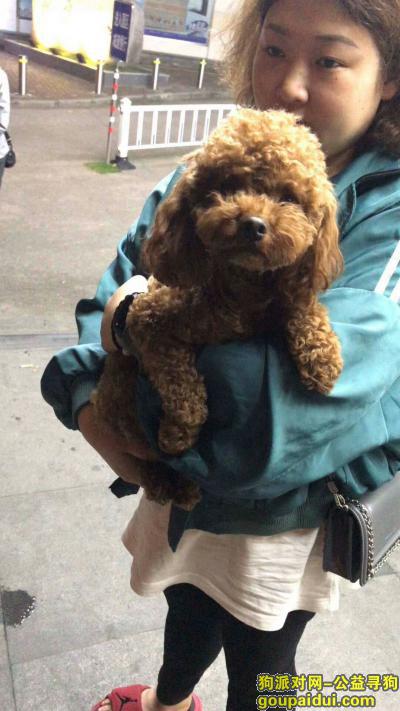 南京捡到狗，小狗狗寻狗主人急急急，它是一只非常可爱的宠物狗狗，希望它早日回家，不要变成流浪狗。
