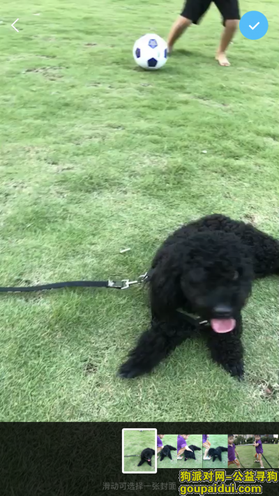【广州找狗】，白云区集贤庄丢失黑色泰迪，两岁半，名：丁丁。，它是一只非常可爱的宠物狗狗，希望它早日回家，不要变成流浪狗。