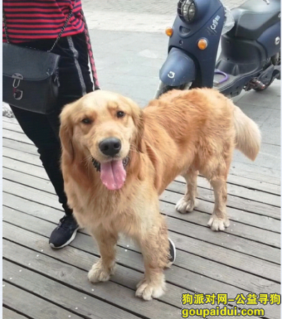 上海捡到狗，浦东新区捡到一只雄性金毛，它是一只非常可爱的宠物狗狗，希望它早日回家，不要变成流浪狗。