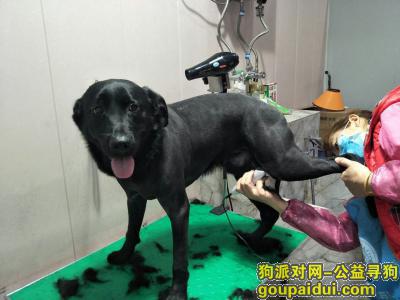 重庆找狗，大学城黑色拉布拉多走丢，它是一只非常可爱的宠物狗狗，希望它早日回家，不要变成流浪狗。
