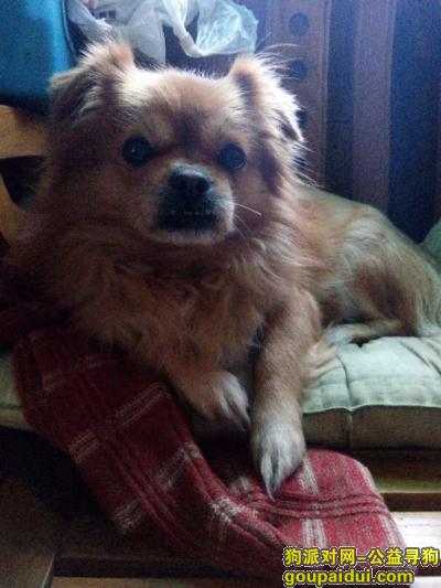 寻狗启示 杭州上城区美政花苑走失棕色公狗，找到重酬，它是一只非常可爱的宠物狗狗，希望它早日回家，不要变成流浪狗。