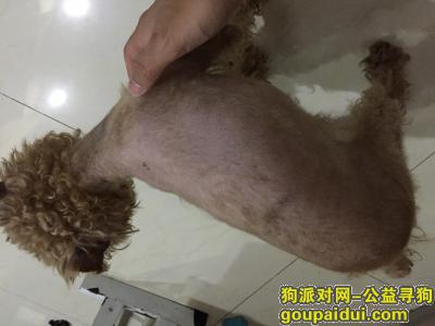 杭州寻狗启示，余杭区临丁路口捡到一只泰迪，它是一只非常可爱的宠物狗狗，希望它早日回家，不要变成流浪狗。