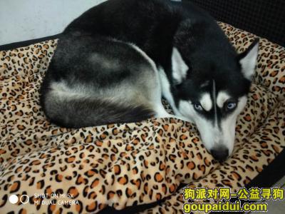 5月3日在犀浦德源镇走丢一只哈士奇，求好心人留意下，它是一只非常可爱的宠物狗狗，希望它早日回家，不要变成流浪狗。