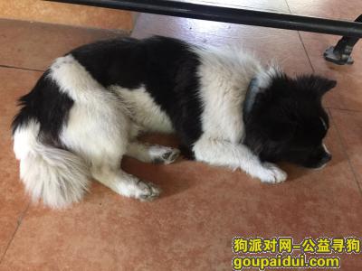 贵阳寻狗启示，花溪吉林村找狗，有酬谢，它是一只非常可爱的宠物狗狗，希望它早日回家，不要变成流浪狗。