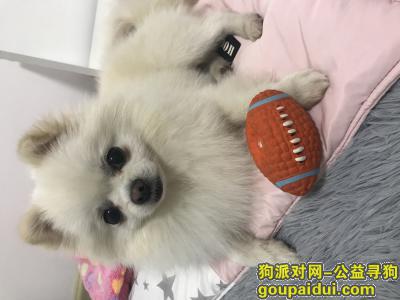 【南京找狗】，急寻白色博美二狗子，当面重谢，它是一只非常可爱的宠物狗狗，希望它早日回家，不要变成流浪狗。