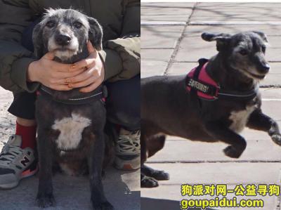 上海找狗，专业找猫寻狗宠物侦探 孙锦荣，它是一只非常可爱的宠物狗狗，希望它早日回家，不要变成流浪狗。