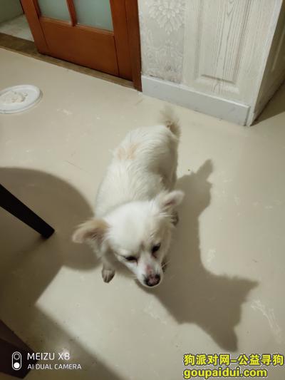 2019年5月9日凌晨，新都区大丰捡到白色狗狗，它是一只非常可爱的宠物狗狗，希望它早日回家，不要变成流浪狗。