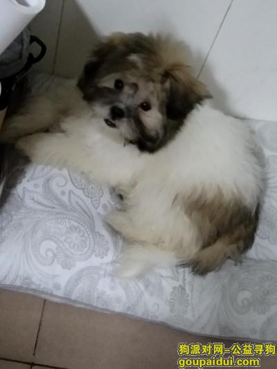 深圳福永新和5月9日丢失一只串串，它是一只非常可爱的宠物狗狗，希望它早日回家，不要变成流浪狗。