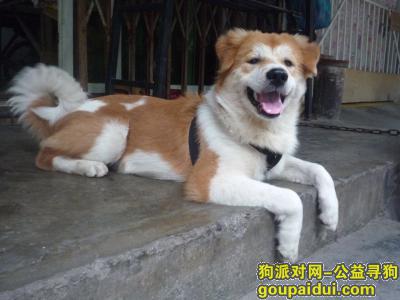 广州丢狗，狗狗不见了，一个月没有心情，它是一只非常可爱的宠物狗狗，希望它早日回家，不要变成流浪狗。