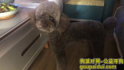重庆沙坪坝区大学城丢失咖啡色泰迪狗，它是一只非常可爱的宠物狗狗，希望它早日回家，不要变成流浪狗。