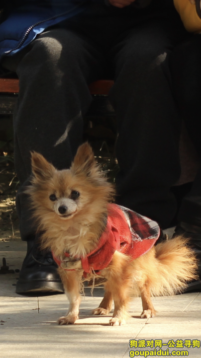 东光小区找狗狗 感谢3000元，它是一只非常可爱的宠物狗狗，希望它早日回家，不要变成流浪狗。