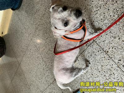 【上海捡到狗】，寻找狗主人 捡到白色贵宾或比熊一只，它是一只非常可爱的宠物狗狗，希望它早日回家，不要变成流浪狗。