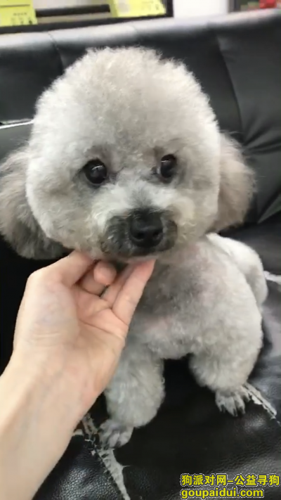 广州天河棠东丢失微小体灰色贵宾，它是一只非常可爱的宠物狗狗，希望它早日回家，不要变成流浪狗。