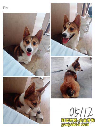 台州椒江永宁南苑寻狗启示，它是一只非常可爱的宠物狗狗，希望它早日回家，不要变成流浪狗。