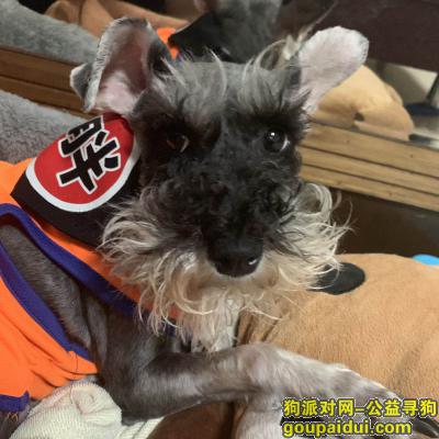 重庆市渝中区观音岩车站沁园旁丢失一直雪纳瑞，它是一只非常可爱的宠物狗狗，希望它早日回家，不要变成流浪狗。