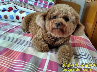 上海找狗，寻找棕色小泰迪！！！5.12下午4.16分左右在共和新路汶水，它是一只非常可爱的宠物狗狗，希望它早日回家，不要变成流浪狗。