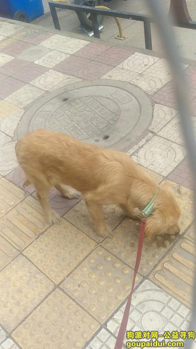 寻狗，四个月大的小金毛。，它是一只非常可爱的宠物狗狗，希望它早日回家，不要变成流浪狗。