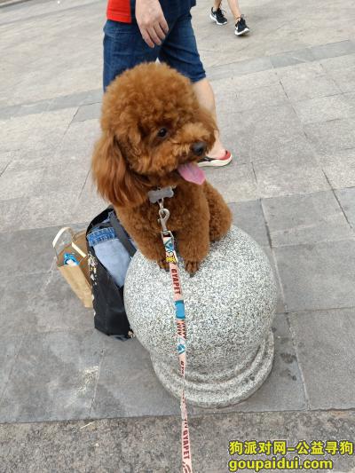 重庆找狗，找寻我家宝贝，麻麻想你，它是一只非常可爱的宠物狗狗，希望它早日回家，不要变成流浪狗。