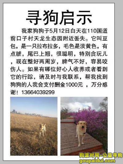 寻找两岁黄色拉布拉多狗，5月11日丢失，它是一只非常可爱的宠物狗狗，希望它早日回家，不要变成流浪狗。