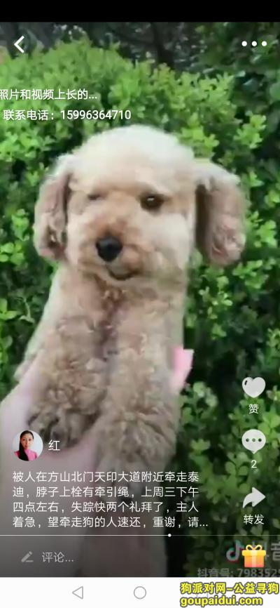 南京找狗，寻找七个月大胖胖的泰迪，它是一只非常可爱的宠物狗狗，希望它早日回家，不要变成流浪狗。