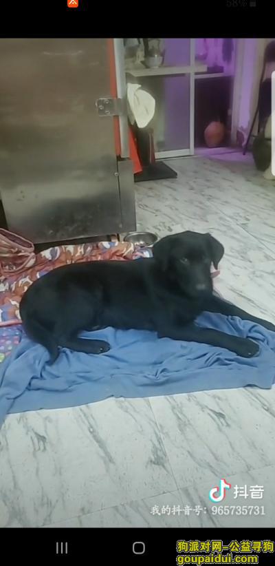 芜湖找狗，寻找7个月全黑拉金串。电话15357012977，它是一只非常可爱的宠物狗狗，希望它早日回家，不要变成流浪狗。