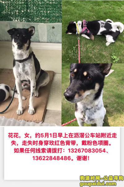 广州找狗，2019-04-30广州南洲路沥滘公交站附近走失0黑白土狗母，它是一只非常可爱的宠物狗狗，希望它早日回家，不要变成流浪狗。