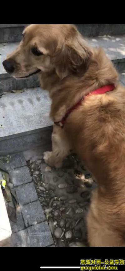【西安找狗】，西安 曲江龙湖星悦荟酬谢五千元寻找金毛，它是一只非常可爱的宠物狗狗，希望它早日回家，不要变成流浪狗。