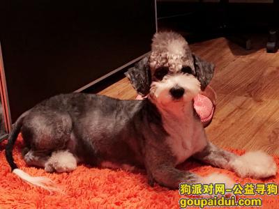 【北京找狗】，北京西城区新 街口 雪纳瑞 串串，它是一只非常可爱的宠物狗狗，希望它早日回家，不要变成流浪狗。