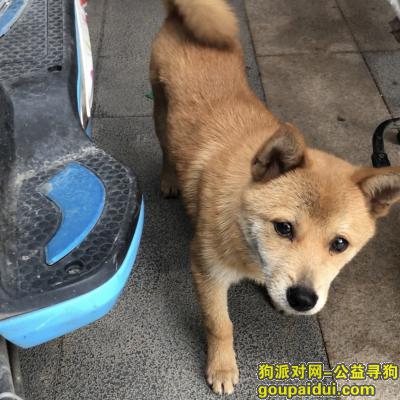 深圳宝安壹方城 小柴犬丢失，它是一只非常可爱的宠物狗狗，希望它早日回家，不要变成流浪狗。