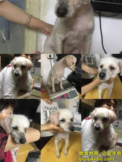 【北京捡到狗】，白色贵宾狗狗着急寻找主人，它是一只非常可爱的宠物狗狗，希望它早日回家，不要变成流浪狗。