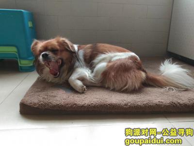 【北京找狗】，寻找爱犬貔貅，儿子回家，它是一只非常可爱的宠物狗狗，希望它早日回家，不要变成流浪狗。
