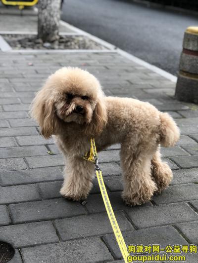 杭州三坝谁丢的狗，在古墩路上，它是一只非常可爱的宠物狗狗，希望它早日回家，不要变成流浪狗。