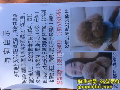 【上海找狗】，寻找5月20日上海宝山共富走丢棕色泰迪母狗6岁，它是一只非常可爱的宠物狗狗，希望它早日回家，不要变成流浪狗。
