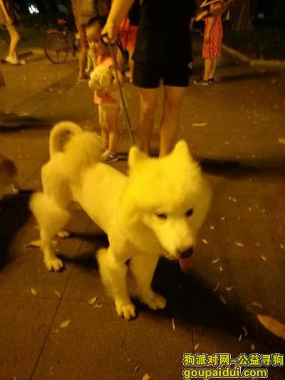 【广州捡到狗】，萨摩耶寻主，（广州市越秀区），它是一只非常可爱的宠物狗狗，希望它早日回家，不要变成流浪狗。